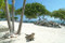 Grand Cayman Beach With Iguana