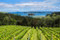 Auckland Wine Tours