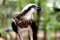 Bird of Prey at Territory Wildlife Park, Northern Territory