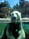 Polar Bear at San Diego Zoo