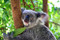 A Sleepy Koala At Australia Zoo