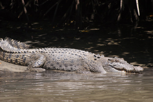Daintree Crocodile