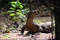 Komodo Dragon In The Forest