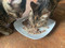Feed up to five doses on a plate for 5 cats or kittens, great method for ferals cats too. 