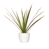 Pure White Porcelain Planter with Rainbow Palm