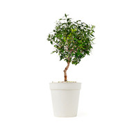 Evergreen Potted Tree