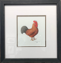 Rhode Island Red Rooster Original Framed