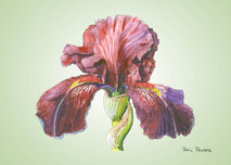 Iris 1 - 8x10 Green