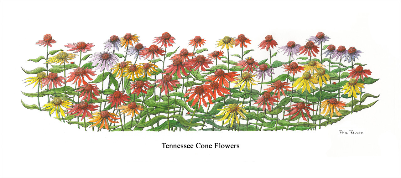 PP Tennessee Cone Flowers Picture This