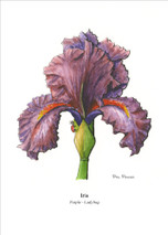 PP - SDP - Lady Bug - Purple Iris