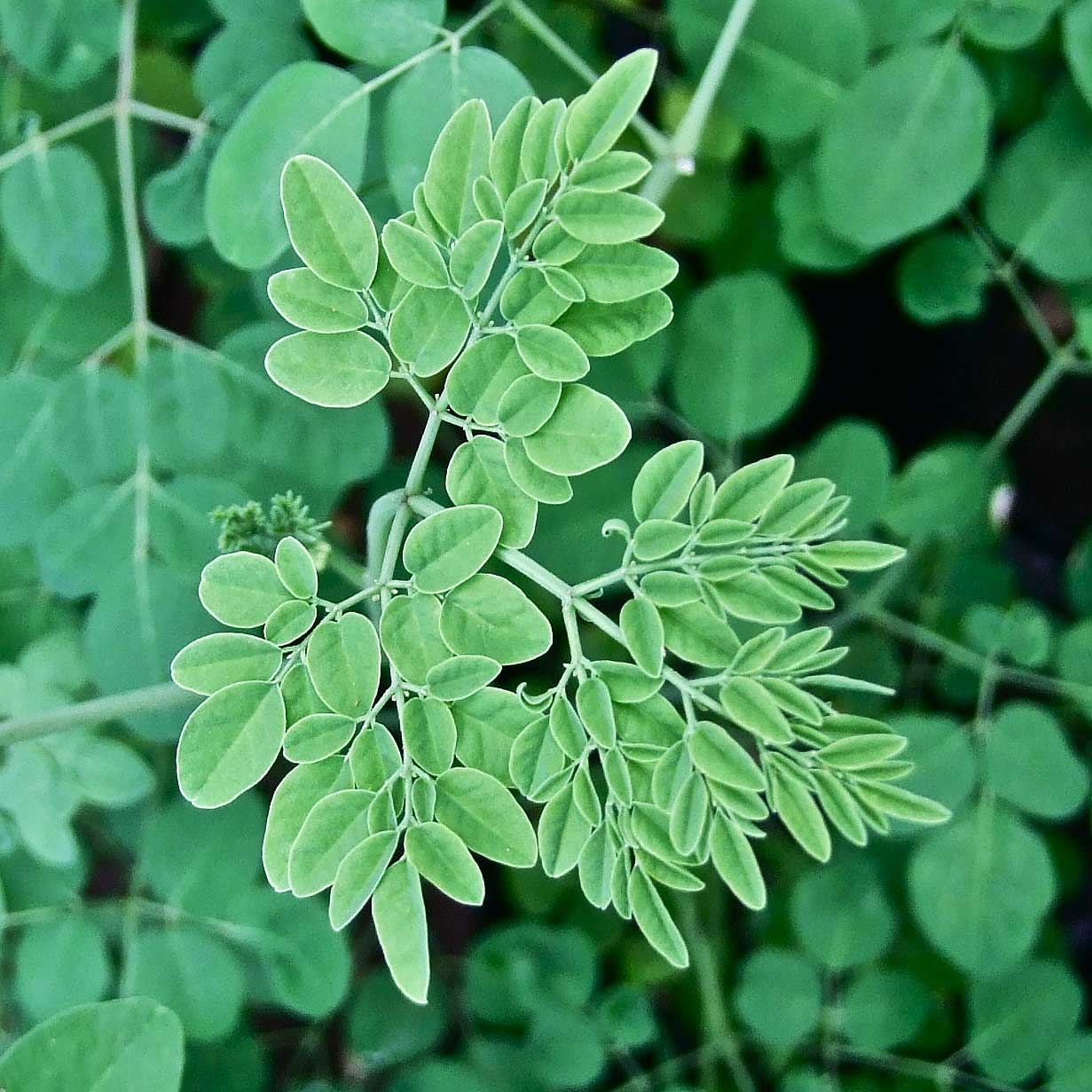 moringa.jpg