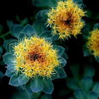 rhodiola-rosea.jpg