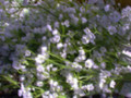 Gypsophilia Spray X 216 Assorted Colors