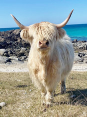 White Highland Cow - Premium Diamond Painting - Round - 50x70 - Free Shipping