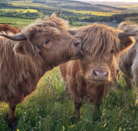 Highland Coos - Premium Diamond Painting - Square - 50x60 - Free Shipping