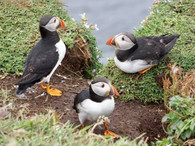 Scottish Puffins - Premium Diamond Painting - Square - 50x60 - Free Shipping