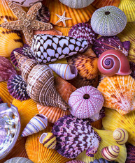 Colorful Shells - Premium Diamond Painting - Square - 50x60 - Free Shipping