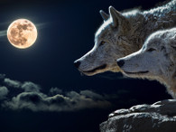 Wolves and the Moon - Premium Diamond Painting - Square - 50x60 - Free Shipping