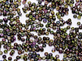 Seeds 8° Magic Orchid