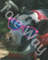 Pig in bandana and pink sunglasses (8x10)