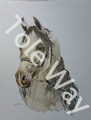 Horse by Lynn Bean (16x20)