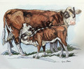 Hereford Cows (8x10)