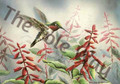 Hummingbird 1 (5x7)