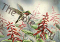 A beautifully detailed hummingbird feeds from vivid red flowers, captured in a soft, natural garden setting.Hummingbird 1 by Bernard.