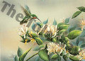 A beautifully detailed hummingbird feeds from blooming honeysuckle flowers, captured in a soft, serene garden setting.Hummingbird 2 by Bernard.