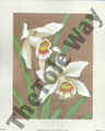 Iris Kit (8x10) (mounted print with 4 extra prints)