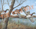 Wood Ducks by Manning (8x10)