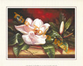 Magnolia Blossom (8x10)