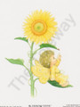 Sunflower Fairy (4x5)