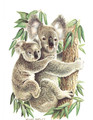 Koala Bears (8x10)