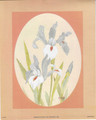 Oval Irises (8x10)