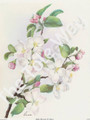 Apple Blossoms by Reina (8x10)