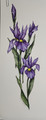 Purple Iris (6x15)