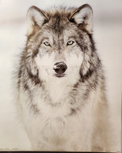 Wolf in Brown, Black and Cream.  Great face!