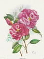 Camellias by Reina (8x10)
