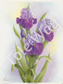 Purple Irises by Reina (8x10)