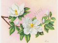 Magnolias I by Reina (8x10)