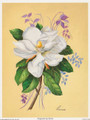 Magnolia by Reina 160 (6x8)