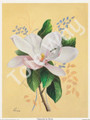 Magnolia by Reina (6x8)