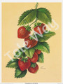 Strawberries by Reina (6x8)