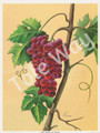 Red Grapes by Reina (6x8)