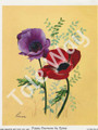 Poppy Anemone by Reina 168 (4x5)
