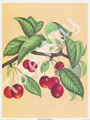 Cherries by Reina (6x8)