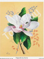 Magnolia by Reina 171 (4x5)
