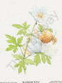 White Flower Fairy 99 (4x5)