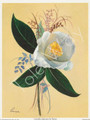 Camellia Japonica by Reina (6x8)
